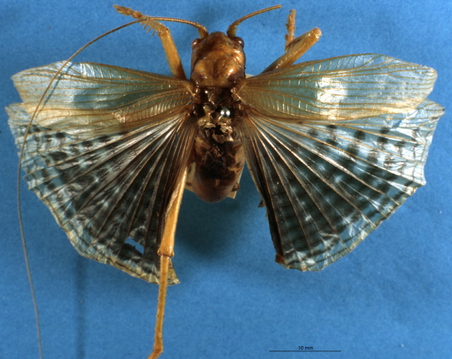 Gryllacris (Gryllacris) discoidalis Walker, 1869: male, dorsal view (holotype). (Otu).