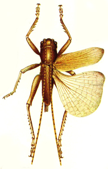 Gryllacris (Gryllacris) pallidula Serville, 1838: Pl. 7, Fig. 5. dorsal view. (Otu).