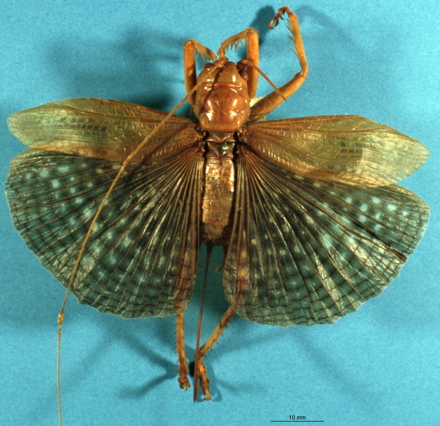 CollectionObject 1520542; 47ad785e-8ba5-49a8-838a-27ddfa4ff98d: female, dorsal view. (CollectionObject).