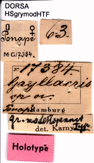 CollectionObject 1506912; 119e8193-8a81-41b5-8174-79b0619086ab: labels (holotype). (CollectionObject).