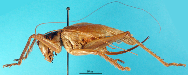 CollectionObject 1500187; c8fea433-028c-443c-b267-fe8f6a7a54e8: female, lateral view (syntype of Gryllacris obscura sumatrana). (CollectionObject).