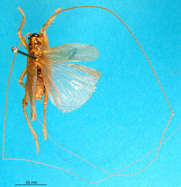 CollectionObject 1500189; 488ea437-7733-4a05-9284-96af0bec996f: male, dorsal view (syntype). (CollectionObject).