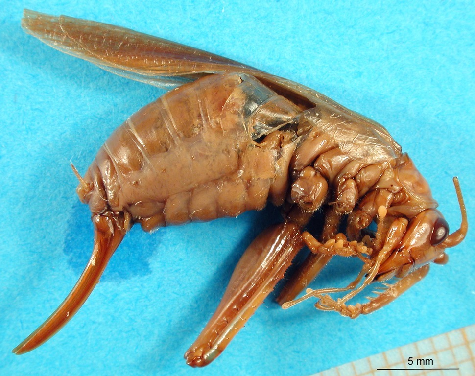 CollectionObject 1500193; c4e64549-8e46-4943-bc2c-b1056762237a, DORSA BSal010s01: female, lateral view (holotype). (CollectionObject).