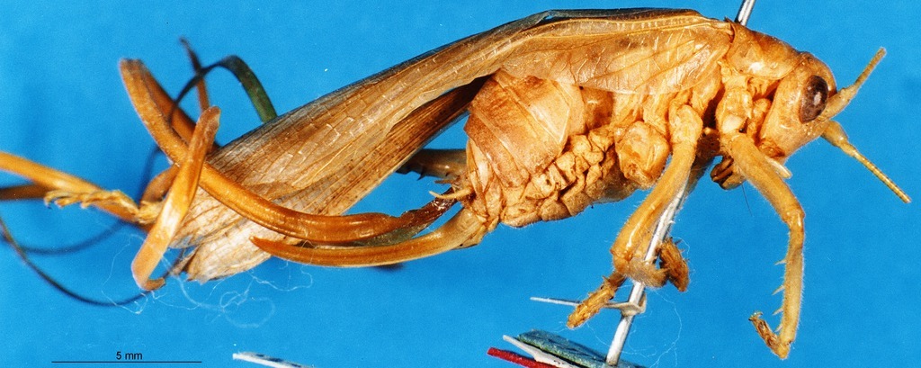 CollectionObject 1504993; 410c910e-71e5-40bc-8792-8e1833514601, DORSA D005SF01: female, lateral view (holotype). (CollectionObject).