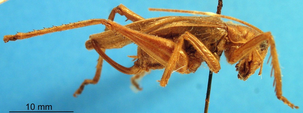 CollectionObject 1505259; 9bf63a11-9c92-4f03-b91b-6da3778efc25: female, lateral view (holotype). (CollectionObject).