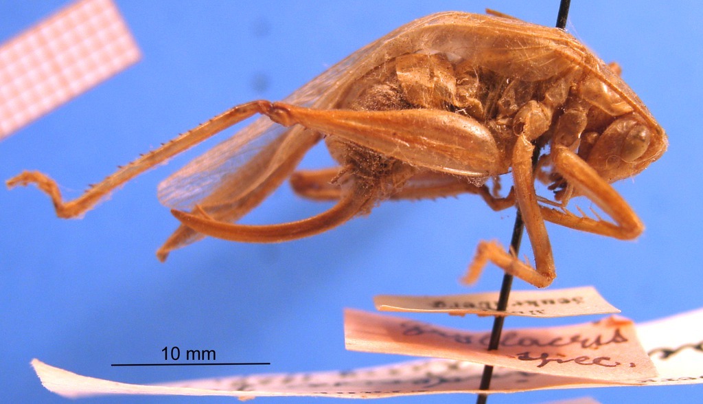 CollectionObject 1576723; d229bc9b-c190-4936-8eac-bcea25e50820: female, lateral view. (CollectionObject).