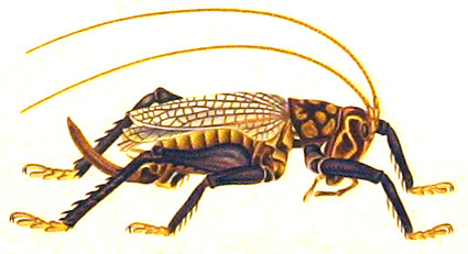 Phlebogryllacris cyanipes (Karny, 1926): Pl. I, Fig. 7. female (holotype). (Otu).