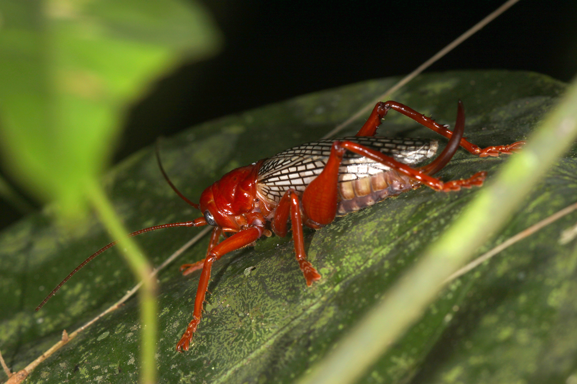 Phlebogryllacris venosa (Walker, 1869): female (Sandakan). (Otu).