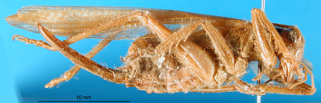 CollectionObject 1500197; 3d05e248-0568-4f03-9dcf-15e788cf6136: female, lateral view (syntype). (CollectionObject).