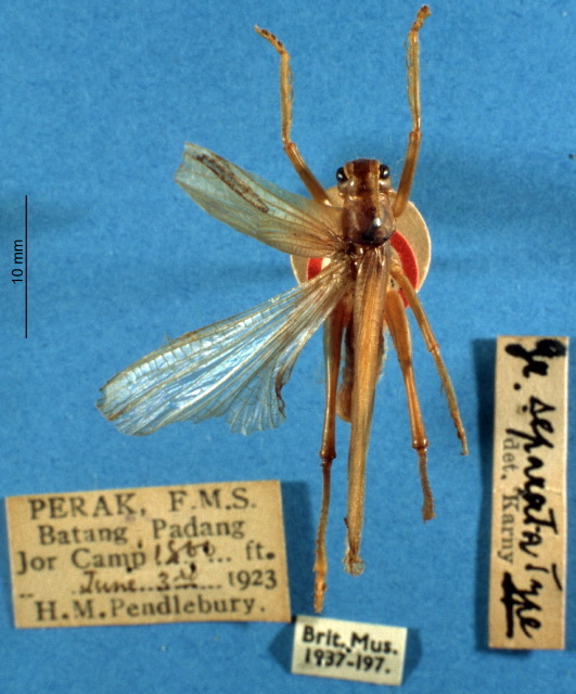 CollectionObject 1513070; 0e071d43-4752-4053-9da1-7f9478a94bef: male, dorsal view (holotype). (CollectionObject).