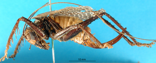 CollectionObject 1500198; d046063a-b794-4c9b-8bbe-9517ab1a6fd3, MfN 4485: female, lateral view (holotype). (CollectionObject).