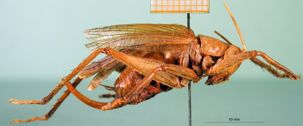 CollectionObject 1500199; 2daada73-c2d8-4574-822c-7cfa98d6aa58, DORSA BSprocylHTF: female, lateral view (holotype). (CollectionObject).