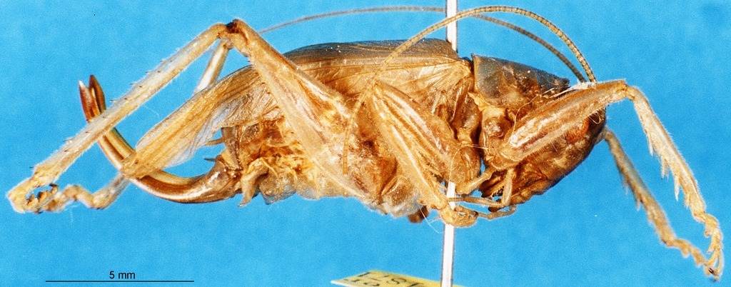 CollectionObject 1504994; ec35bc72-258c-4340-aad0-e479392de549, DORSA D019SF01: female, lateral view (holotype). (CollectionObject).