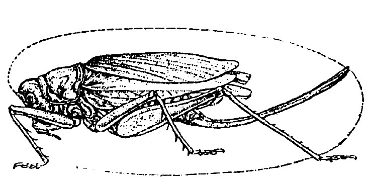 Radigryllacris japonica (Matsumura & Shiraki, 1908): Fig. 229 (reproduced with permission). female, lateral view (body length 24.1 - 30.2 mm). (Otu).