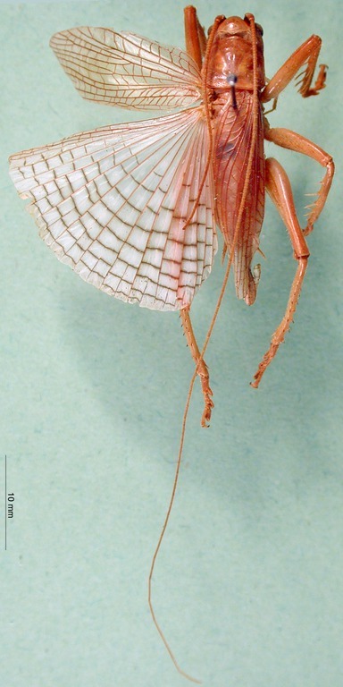 CollectionObject 1500202; 49590d7c-0825-46fd-8c26-df949effac9f, DORSA BSpronigHTM: male, dorsal view (holotype). (CollectionObject).