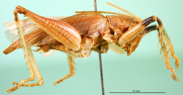 CollectionObject 1500203; 1b63381f-a60d-4959-9de6-e40e0b8ed18c, DORSA BSpromulHTM: male, lateral view (holotype). (CollectionObject).