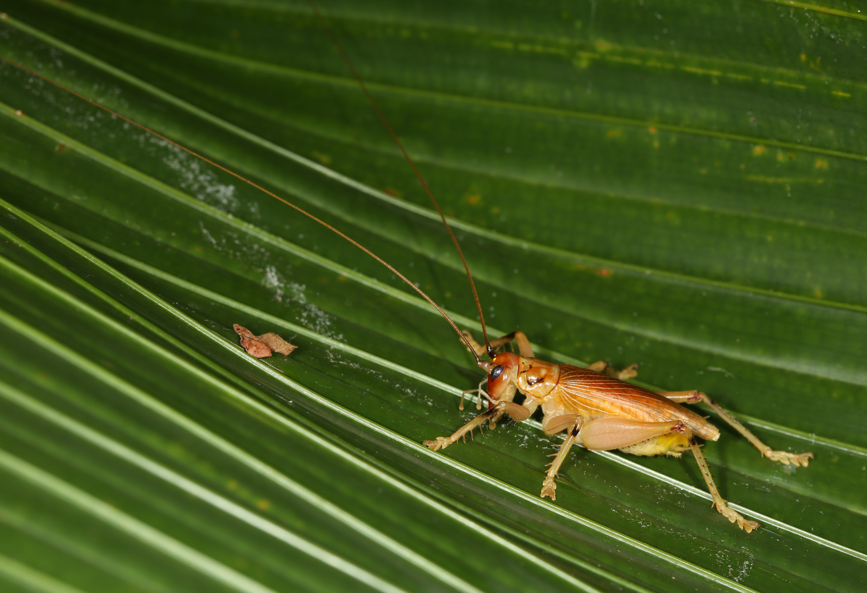 Rentzgryllacris sechellensis (Bolívar, 1895): 2013. male (Mahé). (Otu).