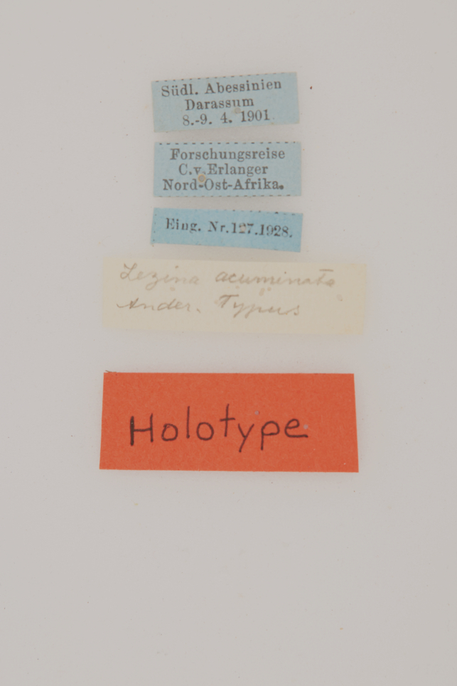CollectionObject 1506918; 4ba707d8-cb1f-44dc-b4d3-8a2f89dad07e: labels (holotype). (CollectionObject).