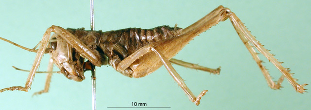 CollectionObject 1500316; 17e976e6-9408-44f3-837e-26aa0636d95c: female, lateral view (syntype of Lezina abdominata). (CollectionObject).