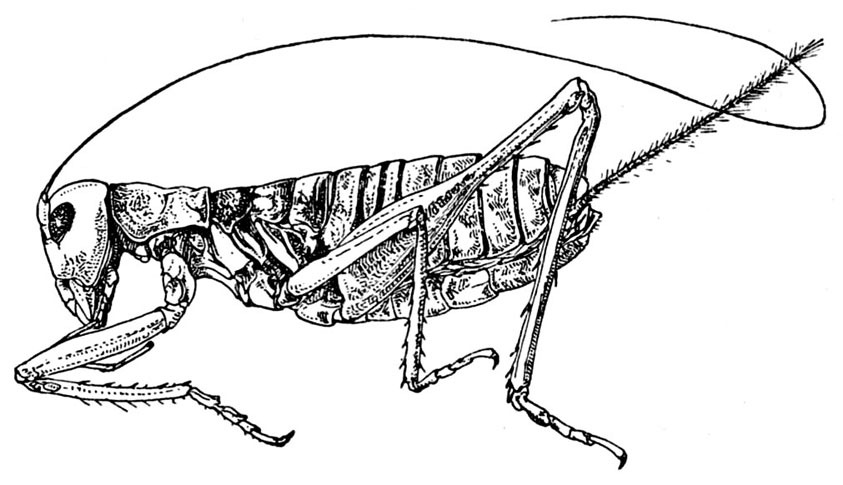 Lezina peyerimhoffi (Chopard, 1929): Fig. 262. male (body length 34 mm, pronotum 7.5 mm, hind femur 26 mm). (Otu).