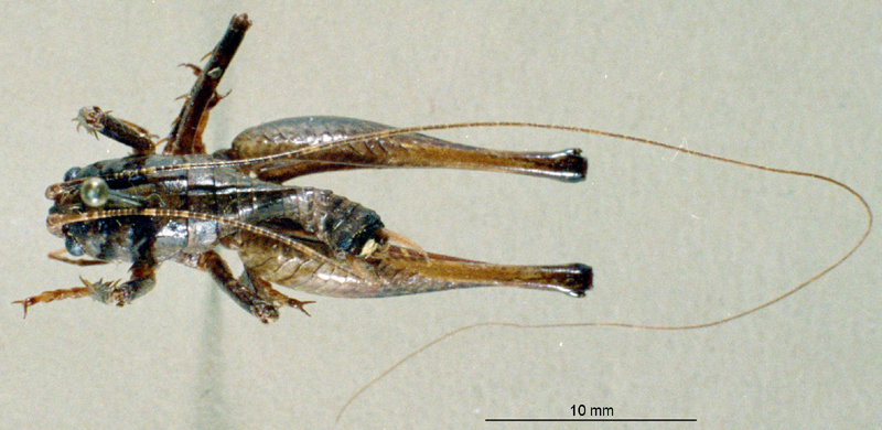 CollectionObject 1536193; NMBA 3226245, 16d84d33-f2d4-4384-ba6d-3b1f8a3f0356: male, dorsal view (Anabropsis griffinii). (CollectionObject).