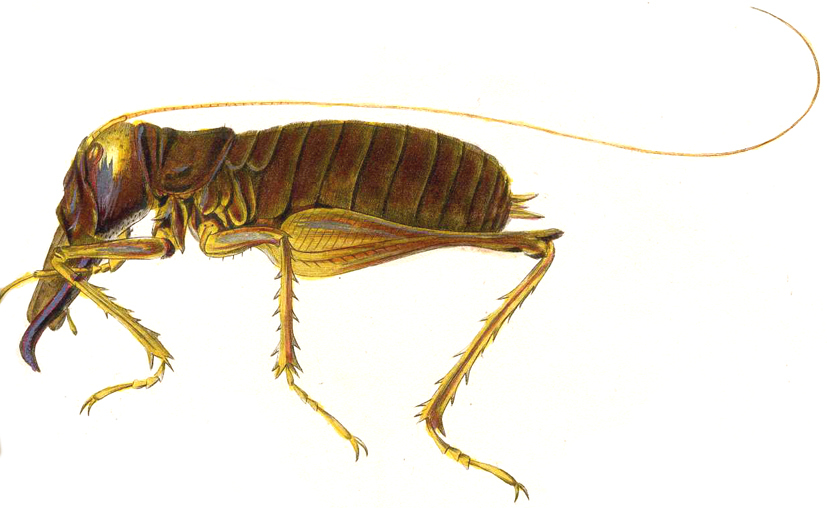 Anostostoma australasiae Gray, 1837: Pl. 8, Fig. 2 [tip of palpus missing]. male, body length 47 mm [21 lignes]. (Otu).
