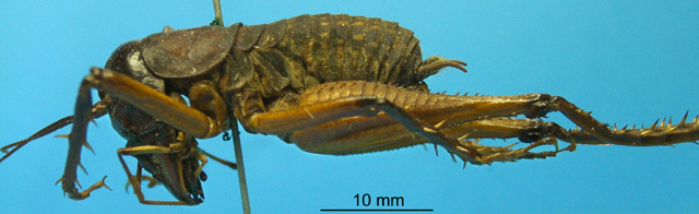 CollectionObject 1530659; 9382ff23-b1d9-474e-a6e5-f42672bc39c5: male, lateral view (syntype). (CollectionObject).