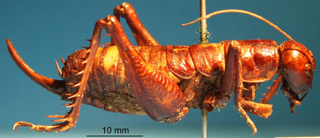 CollectionObject 1530865; 22d6e1eb-d861-425d-b16e-7a871ce2a673: female, view (paralectotype or original holotype). (CollectionObject).