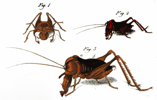 Henicus monstrosus (Herbst, 1803): Pl. I. Figs. 1-3. (Otu).