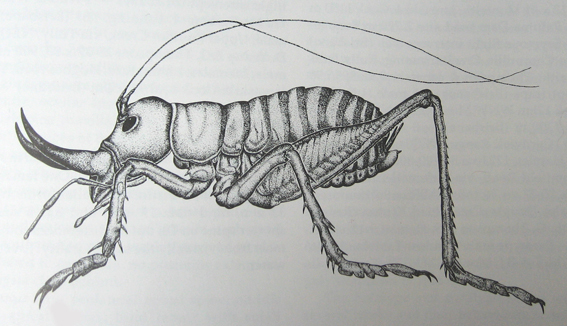 Motuweta isolata Johns, 1997: Fig. 6. male (holotype). (Otu).