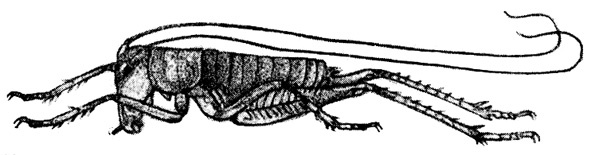Onosandrus opacus Brunner von Wattenwyl, 1888: Fig. 17. male habitus (body length 21 mm). (Otu).