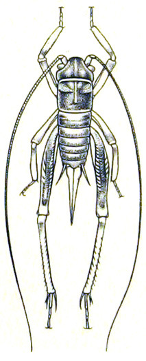 Cnemotettix pulvillifer Caudell, 1916: Pl. 7, Fig. 6 (from California). female, dorsal view. (Otu).