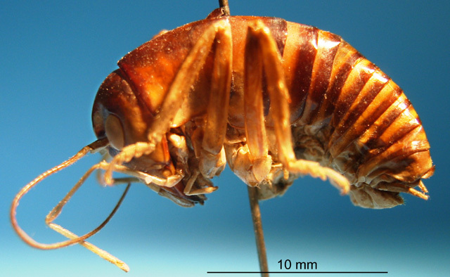 CollectionObject 1530863; 6e178876-48c2-4e99-9191-4e83eed092fd: male, lateral view (lectotype). (CollectionObject).