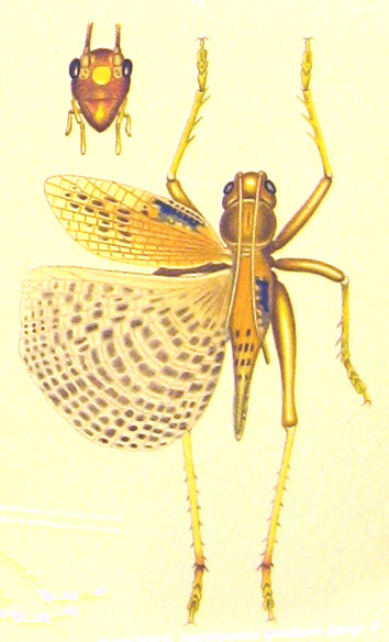 Eugryllacris maculipennis specularis (Karny, 1925): Pl. 6, Fig. 12. male, dorsal view and face (after holotype). (Otu).