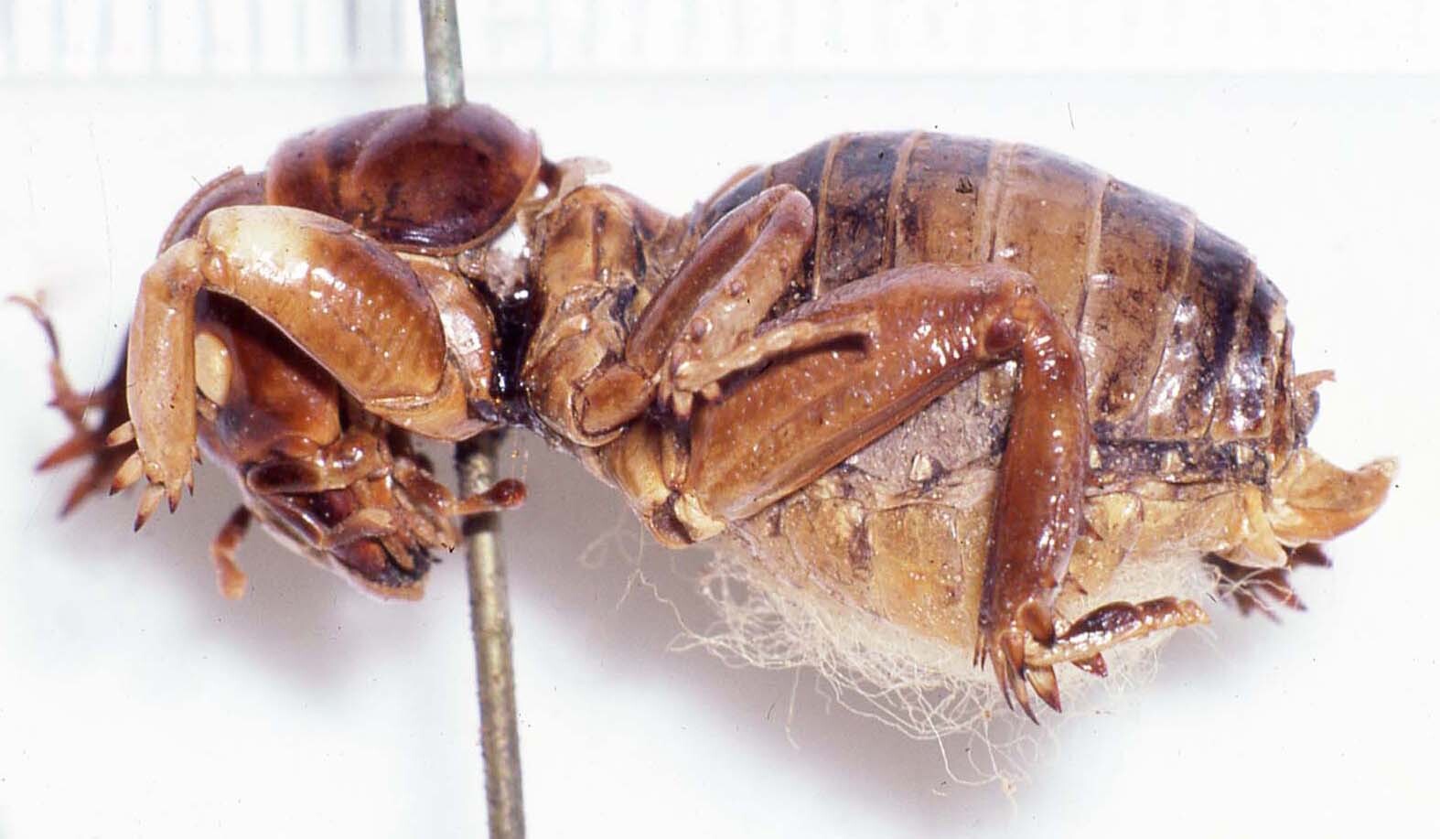 CollectionObject 1506577; 556a9382-b0fa-4173-b2f2-1d5549763c9d: female, lateral view (lectotype). (CollectionObject).