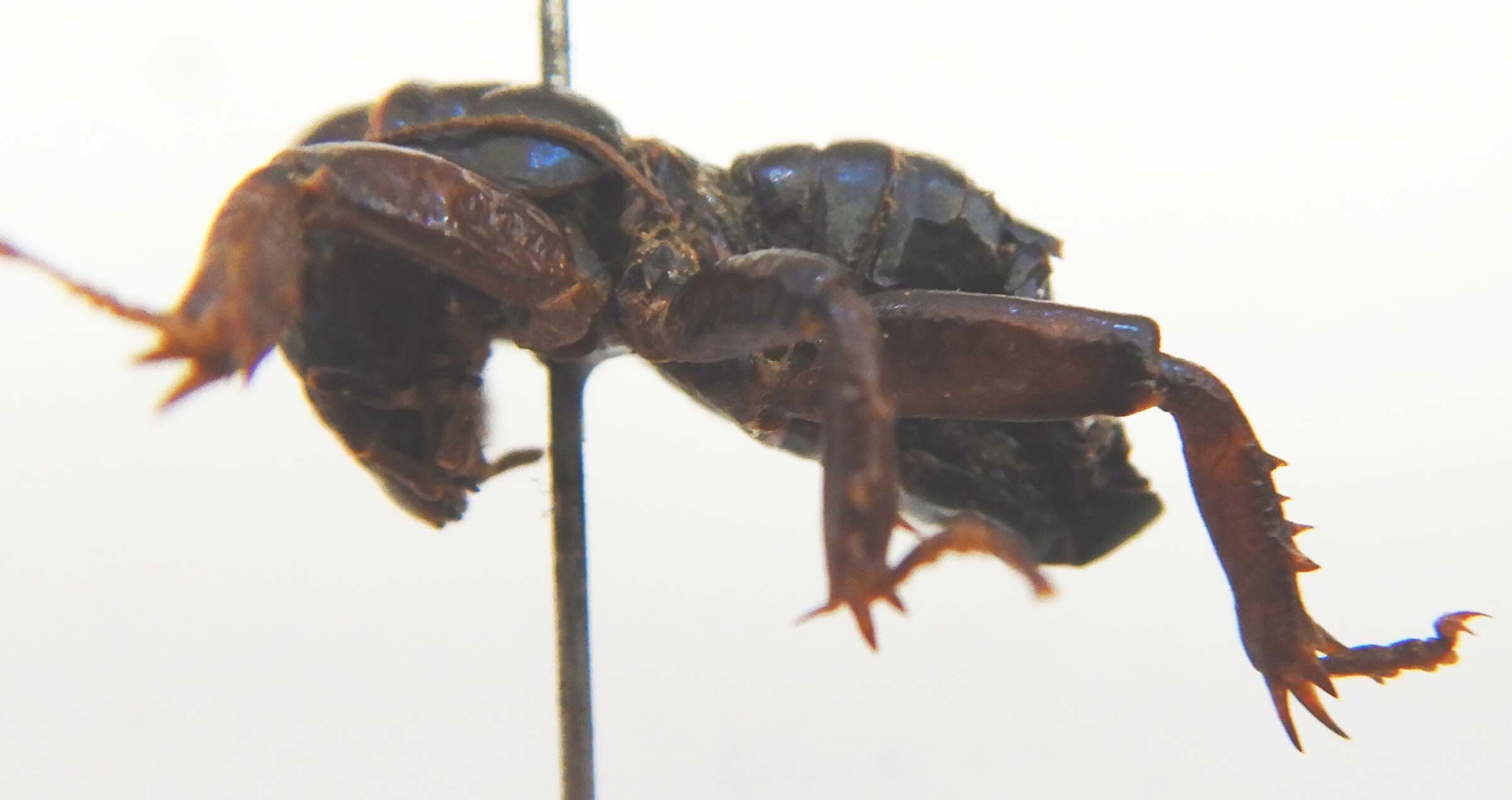 CollectionObject 1505955; 7f1951ba-a8c8-46da-93ce-6288e8f9a71f: male, lateral view (holotype). (CollectionObject).