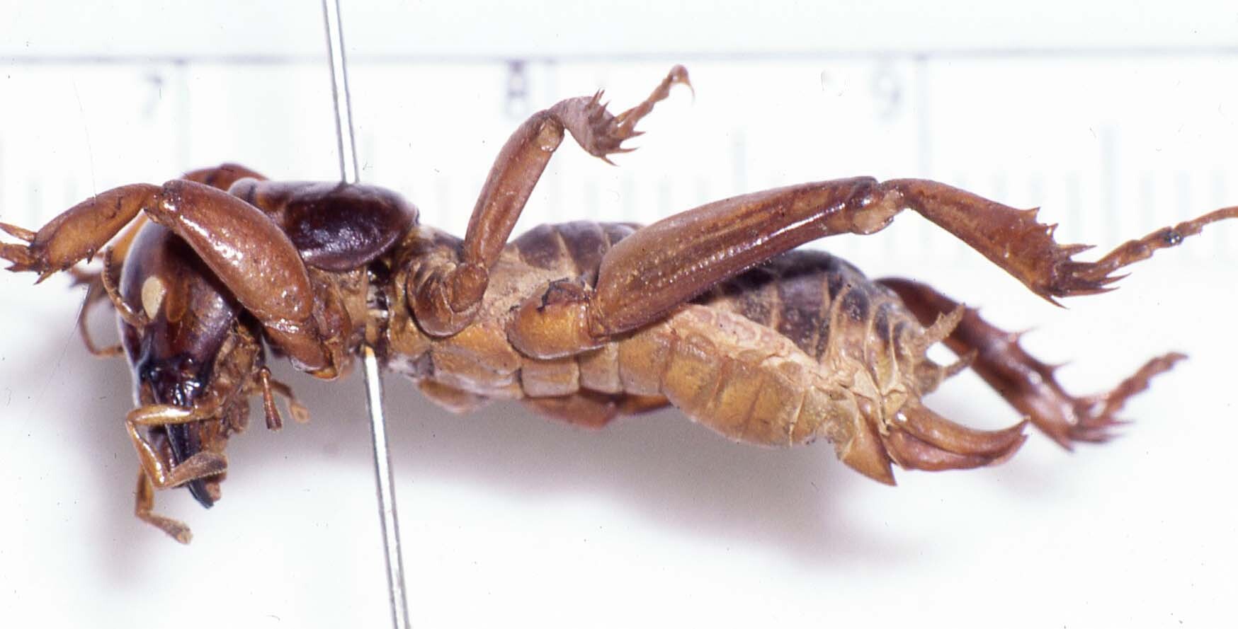 CollectionObject 1476310; ae0637ef-8916-4935-a2a6-4770ba3e0669: female, lateral view (syntype). (CollectionObject).