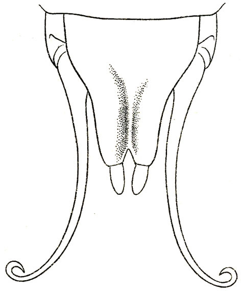 Sia ferox Giebel, 1861: Pl. XXI, Fig, 12 (Obi Island, Moluccas). male subgenital plate, ventral view (Anostostoma couloni). (Otu).