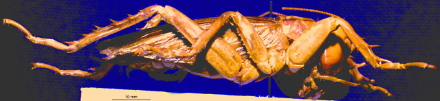 CollectionObject 1513075; 21ddcca8-0083-4c85-bebe-f9df9a064dd8, NHMUK012496761: female, lateral view (holotype). (CollectionObject).