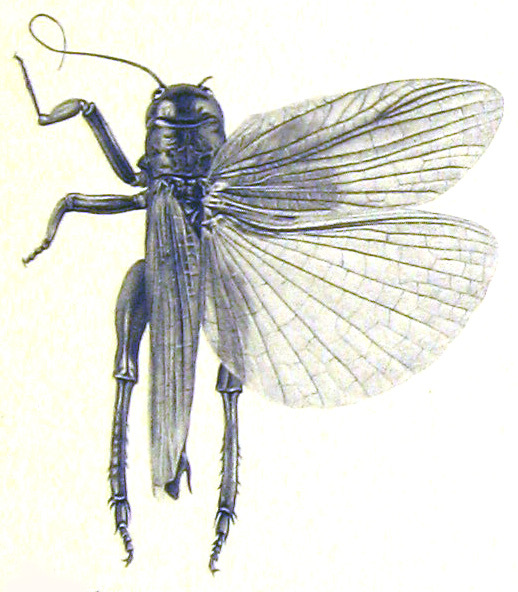 Oryctopterus lagenipes (Karny, 1935): Pl. 7, Fig, 2 (Dr. Furreg phot.). male allotype from Sri Lanka (Ceylon, Colombo). (Otu).
