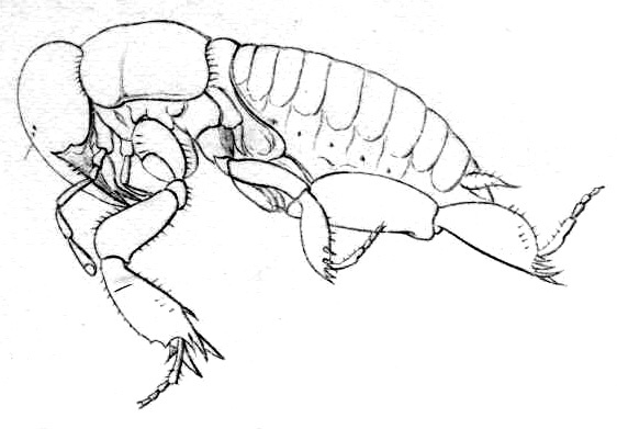Oryctopus prodigiosus Bolívar, 1900: Fig. 21. female habitus (body length 32 mm, pronotum 7.5 mm). (Otu).