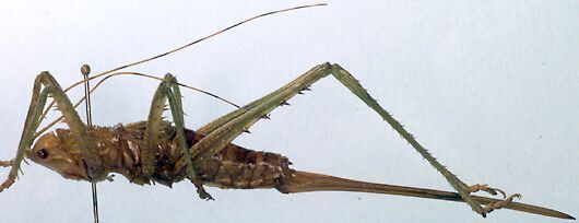 Austrosaga spinifer Rentz, 1993: female, lateral view (paratype). (Otu).