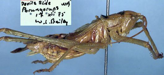 CollectionObject 1504052; e2f90f4c-46f5-4e4c-995c-fdb794412d02: male, lateral view (holotype). (CollectionObject).