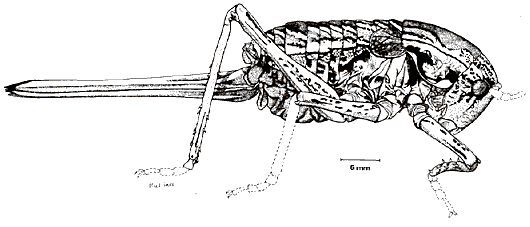 Pachysaga australis (Walker, 1869): (from Rentz, D.C.F. 1993). female. (Otu).