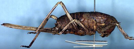 Pachysaga munggai Rentz, 1993: female, lateral view (paratype). (Otu).