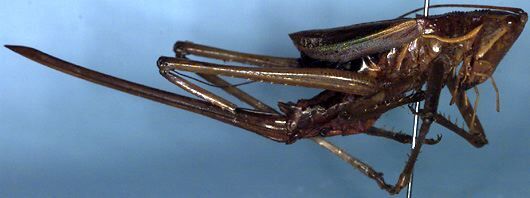 Psacadonotus diurnus Rentz, 1993: female (paratype). (Otu).