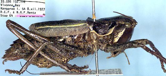 CollectionObject 1504066; 711db719-736c-43b2-8196-569dfb55833a: male, lateral view (holotype). (CollectionObject).