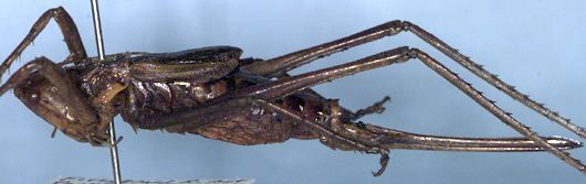 Psacadonotus psithyros Rentz, 1993: female (paratype). (Otu).