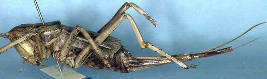 Psacadonotus robustus Rentz, 1993: female (paratype). (Otu).