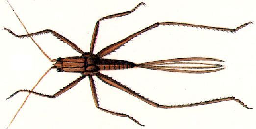 Psacadonotus seriatus Redtenbacher, 1891: female nymph. (Otu).